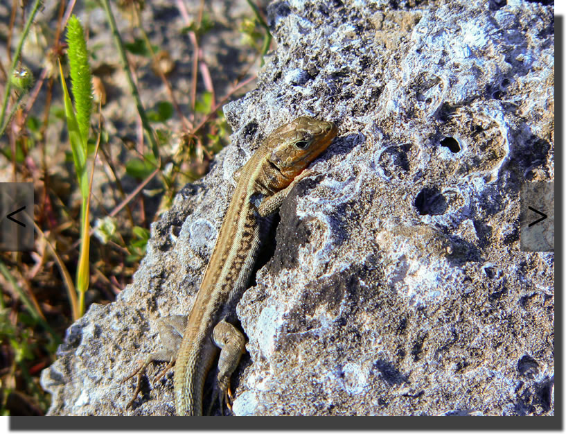 Podarcis peloponnesiacus